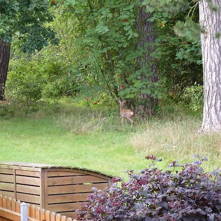 Ferienwohnung Im Wald Mit Kamin Bad Harzburg Luaran gambar