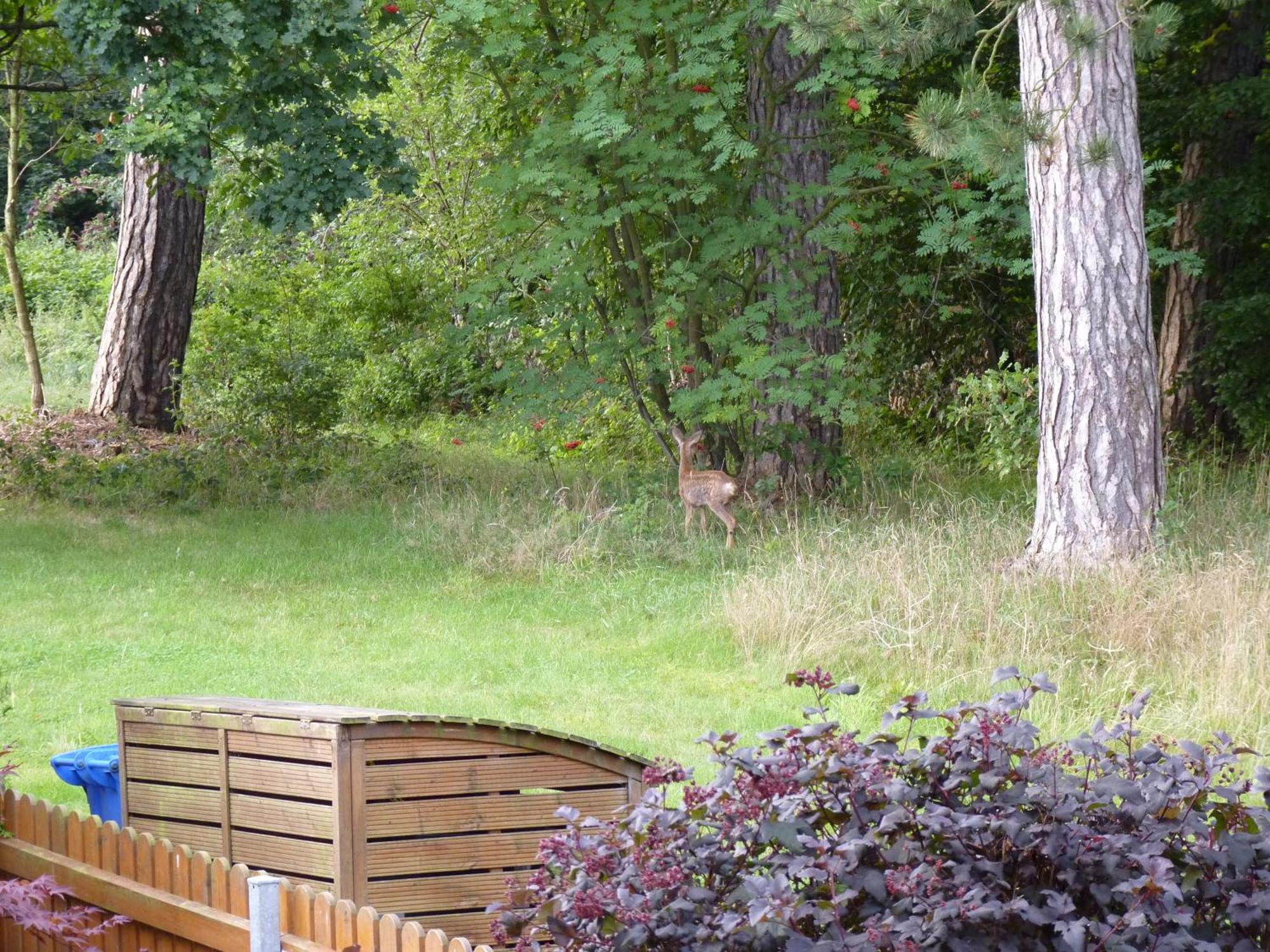 Ferienwohnung Im Wald Mit Kamin Bad Harzburg Luaran gambar