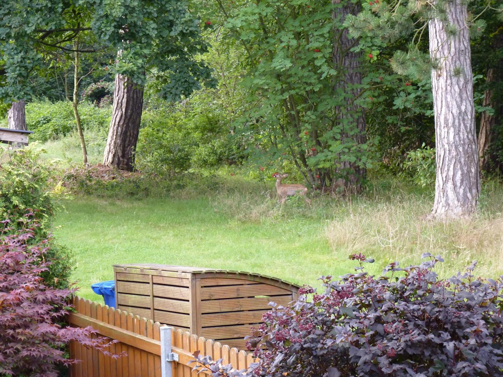 Ferienwohnung Im Wald Mit Kamin Bad Harzburg Luaran gambar